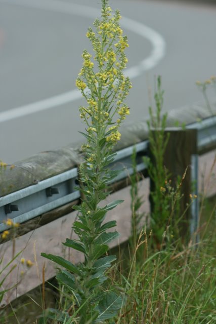 La Mol�ne lychnite-Verbascum lychnitis L.