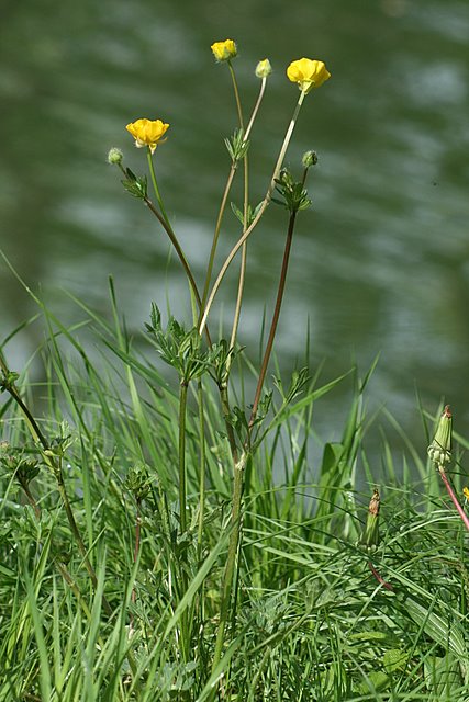 LA Renoncule bulbeuse-Ranunculus bulbosus L.