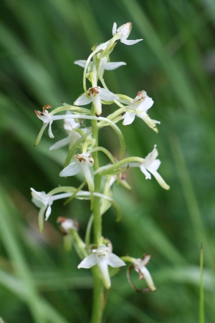 L'Orchis verd�tre-Platanthera chlorantha.