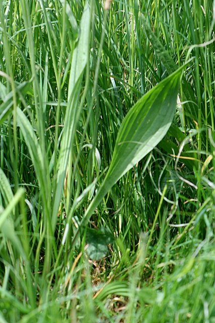 Le Plantain lanc�ol�-Plantago lanceolata L.