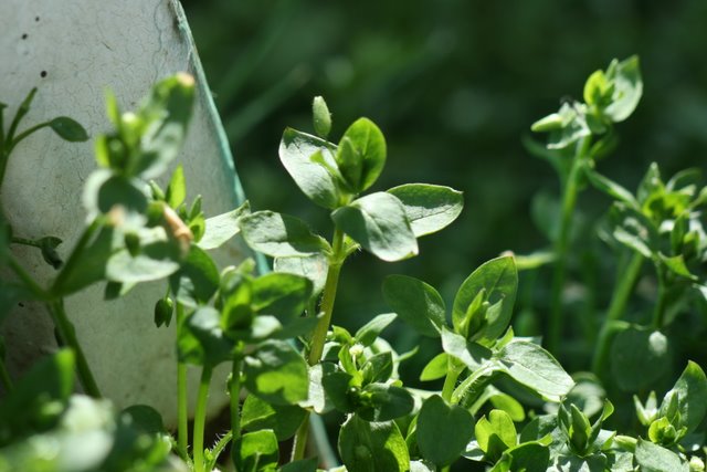 La Stellaire interm�diaire-Stellaria media (L.) Vill.