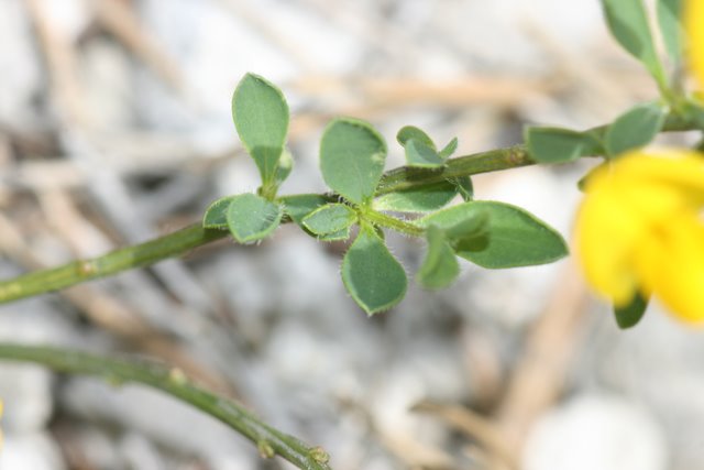 Le Gen�t poilu-Genista pilosa L.