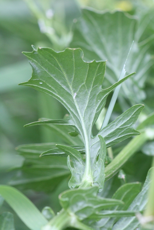 La Barbar�e commune-Barbarea vulgaris R.Br