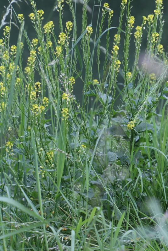 La Barbar�e commune-Barbarea vulgaris R.Br