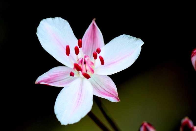 Le Jonc fleuri .