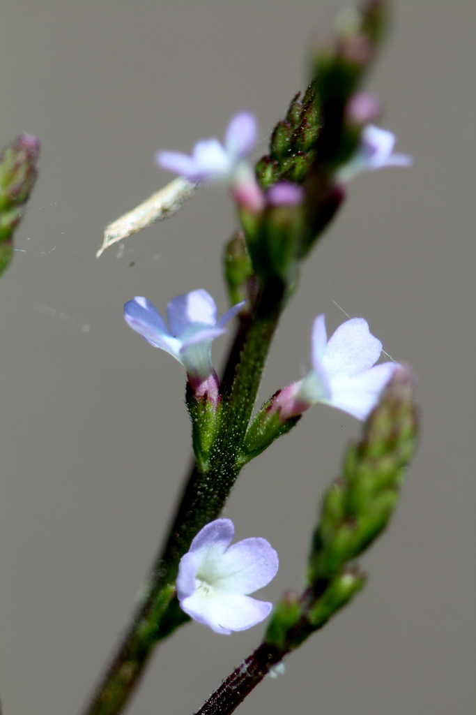 La Verveine officinale.