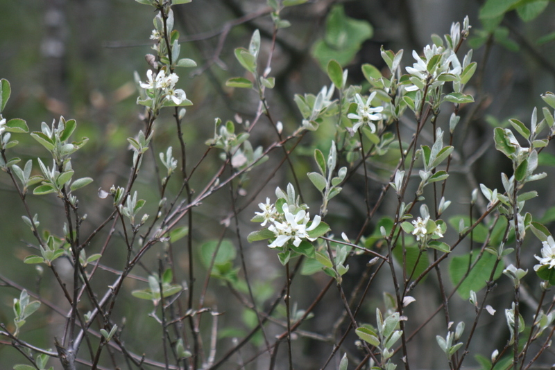 L'Am�lanchier � feuilles ovales-Amelanchier ovalis Midicus..
