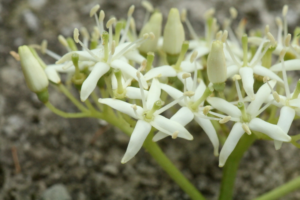Le Cornouiller sanguin-Cornus sanguinea L.