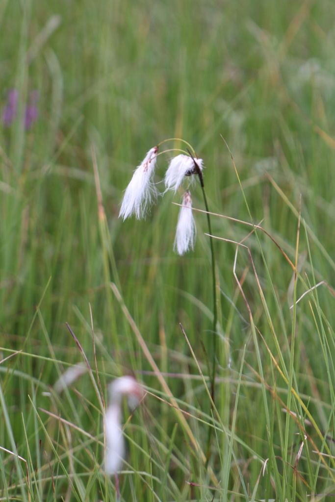 La Linaigrette � feuilles �troites.