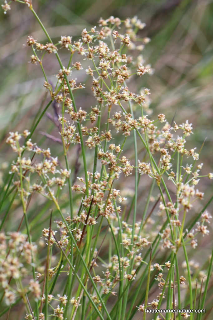 Le Jonc noueux-Juncus subnodulosus Schrank.