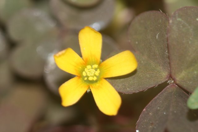 L'Oxalis cornicul�-Oxalis corniculata L.