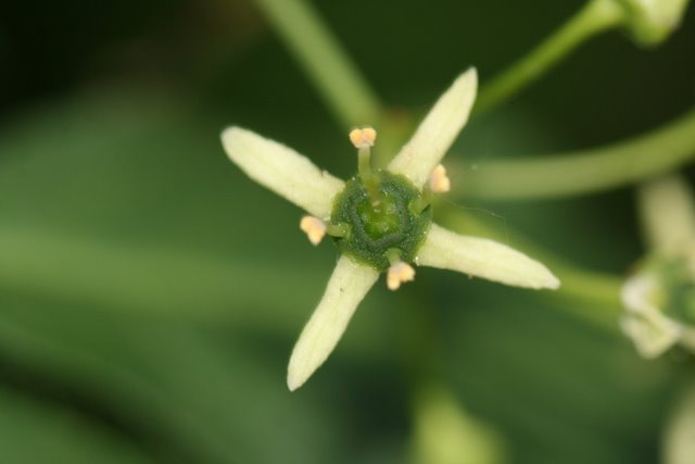 Le Fusain d'Europe- Euonymus europaeus L.