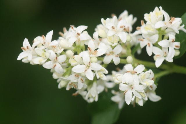 Le Tro�ne-Ligustrum vulgare L.