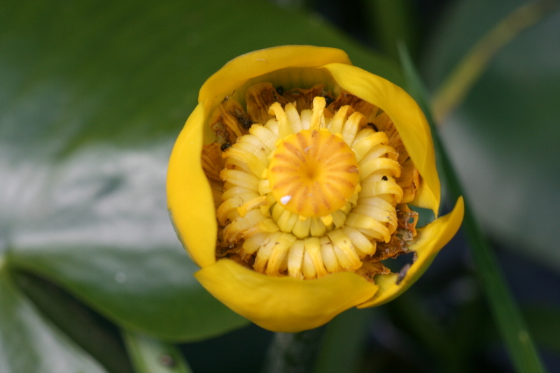 Le N�nuphar jaune.