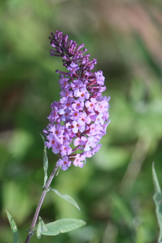 Le Buddleia.